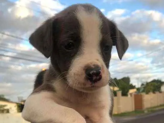 Cachorro ra a viralatinha idade Abaixo de 2 meses nome Budy2