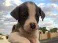 Budy2