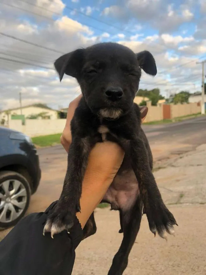 Cachorro ra a viralatinha idade Abaixo de 2 meses nome Panter