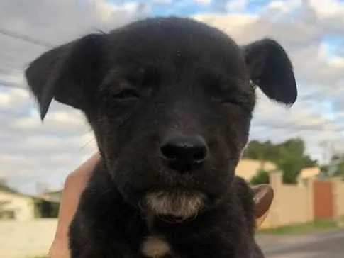 Cachorro ra a viralatinha idade Abaixo de 2 meses nome Panter