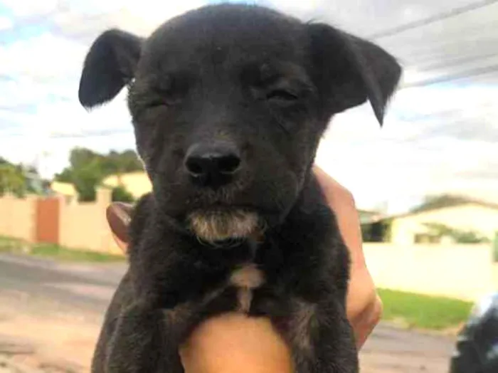Cachorro ra a viralatinha idade Abaixo de 2 meses nome Panter