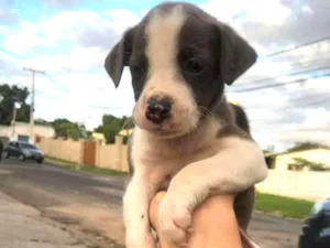 Cachorro raça viralatinha idade Abaixo de 2 meses nome Budy2