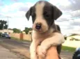 Budy2
