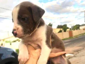 Cachorro raça viralatinha idade Abaixo de 2 meses nome Budy