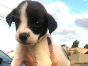Cachorro raça viralatinha idade Abaixo de 2 meses nome Rakito