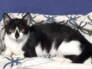 Gato raça Sem raça definida  idade 2 a 6 meses nome Vitório 