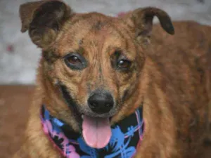 Cachorro raça SRD idade 3 anos nome Aline