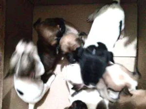 Cachorro raça Canino idade Abaixo de 2 meses nome Os miudinhos