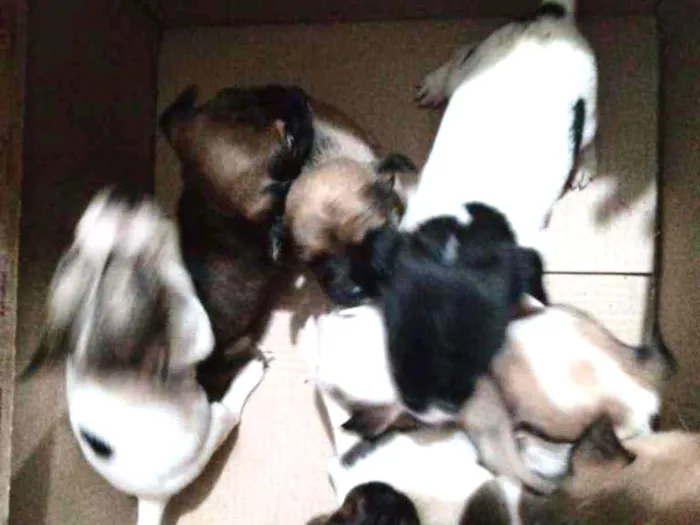 Cachorro ra a Canino idade Abaixo de 2 meses nome Os miudinhos