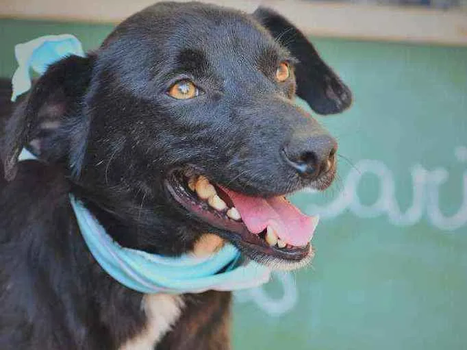 Cachorro ra a SRD idade 3 anos nome Billy