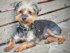 Cachorro raça Yorkshire idade 3 anos nome Peludo 