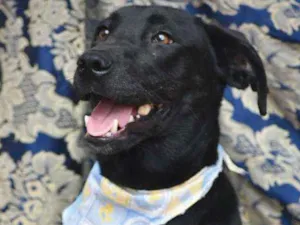 Cachorro raça SRD idade 1 ano nome Luis Afonso