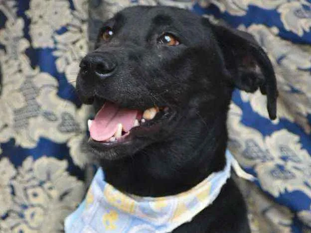 Cachorro ra a SRD idade 1 ano nome Luis Afonso