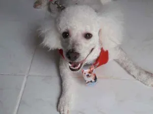 Cachorro raça Poodle idade 3 anos nome Bili