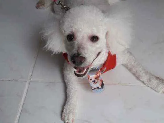Cachorro ra a Poodle idade 3 anos nome Bili