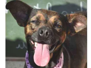 Cachorro raça SRD idade 3 anos nome Panetone