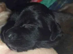 Cachorro raça Srd idade Abaixo de 2 meses nome Taylor