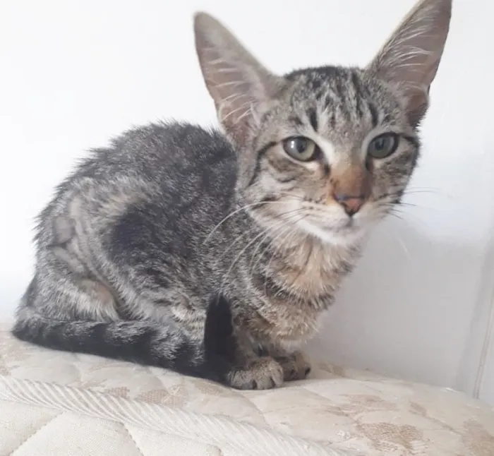 Gato ra a SRD idade 2 a 6 meses nome JADE