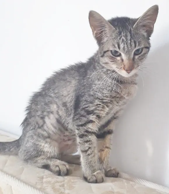 Gato ra a SRD idade 2 a 6 meses nome JADE