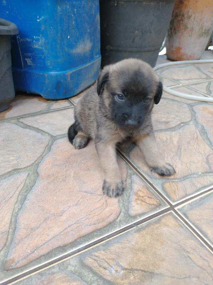 Cachorro ra a Sem raça definida idade Abaixo de 2 meses nome Filhotes