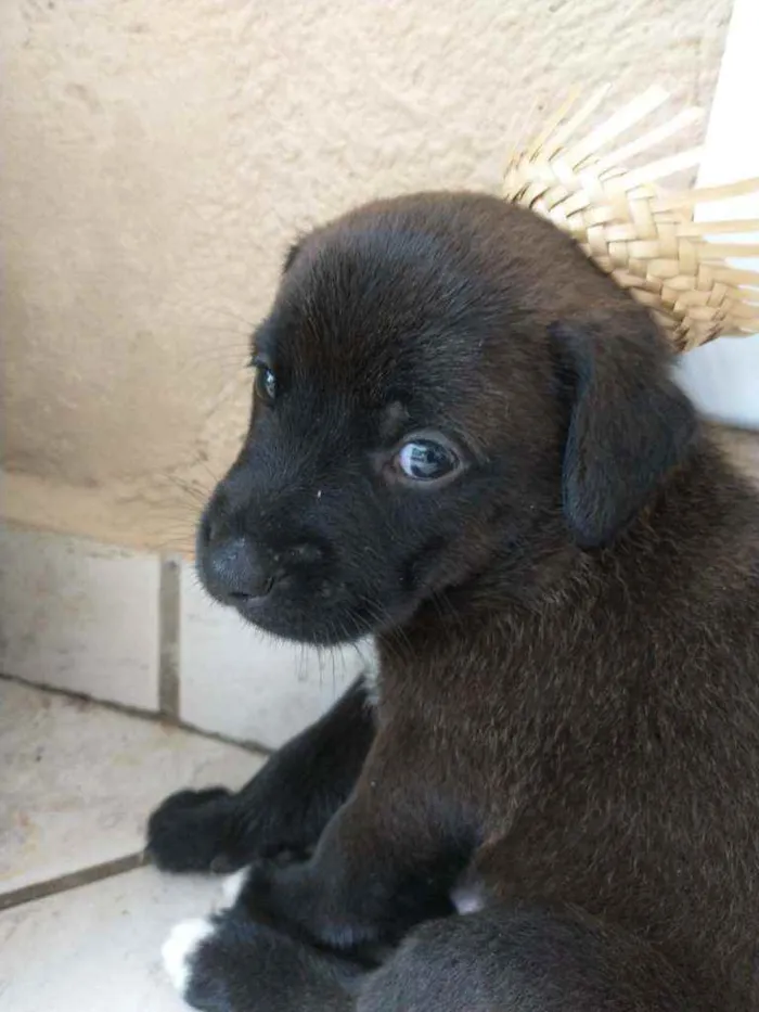 Cachorro ra a Sem raça definida idade Abaixo de 2 meses nome Filhotes