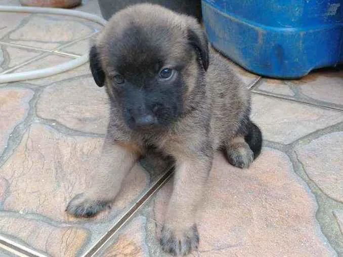 Cachorro ra a Sem raça definida idade Abaixo de 2 meses nome Filhotes