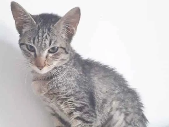 Gato ra a SRD idade 2 a 6 meses nome JADE