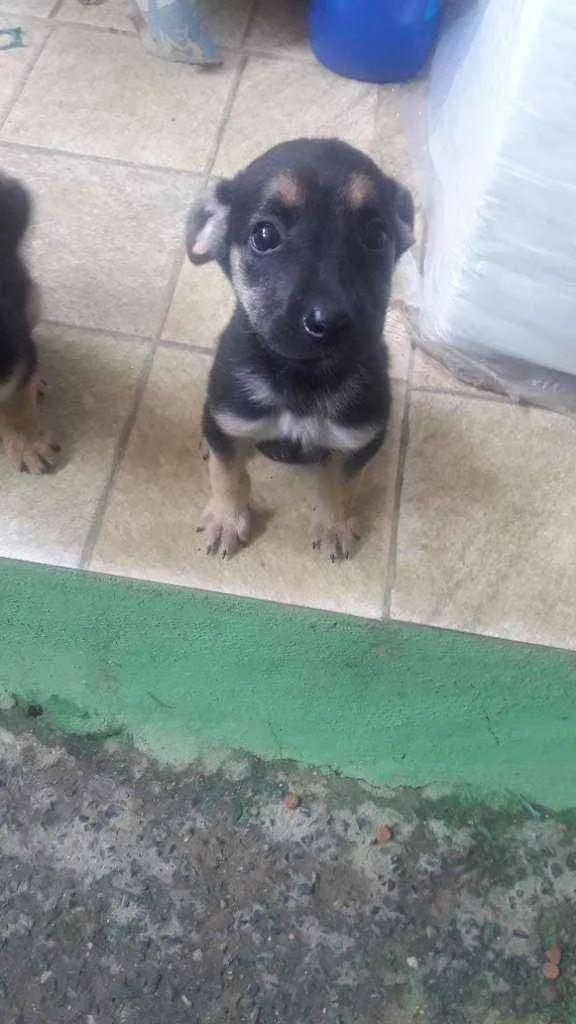 Cachorro ra a Misturada  idade 2 a 6 meses nome Mel /flor 