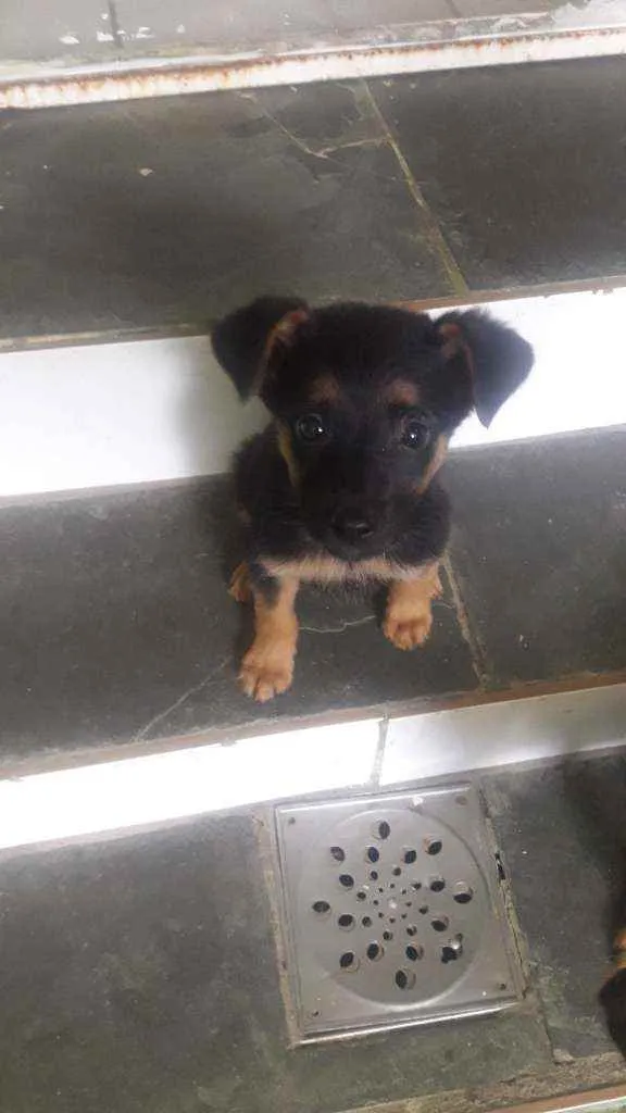 Cachorro ra a Misturada  idade 2 a 6 meses nome Mel /flor 