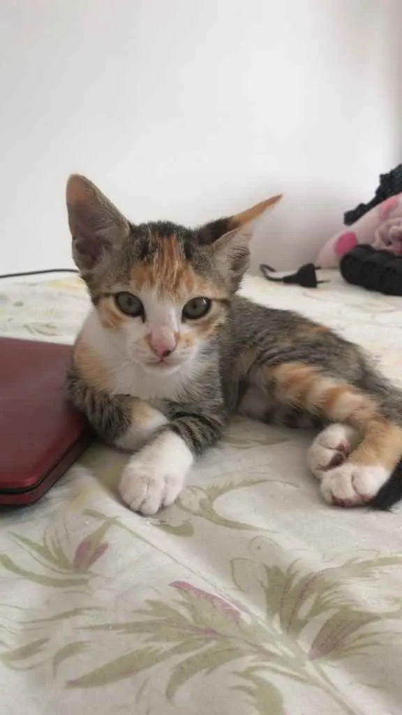 Gato ra a  idade 2 a 6 meses nome Abby