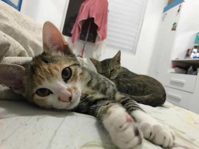 Gato ra a  idade 2 a 6 meses nome Abby