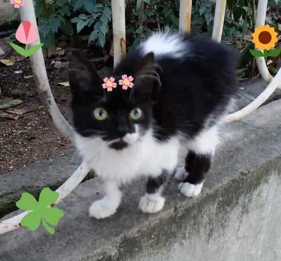 Gato ra a Srd idade Abaixo de 2 meses nome Valentina