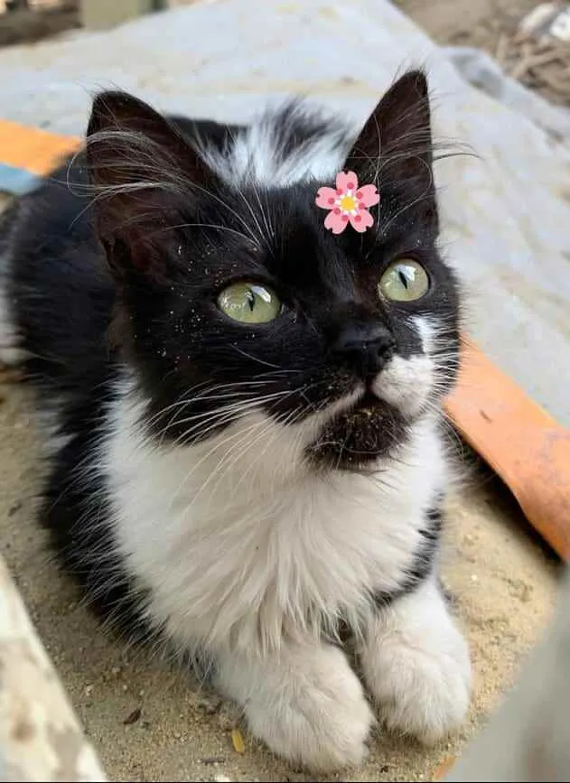 Gato ra a Srd idade Abaixo de 2 meses nome Valentina