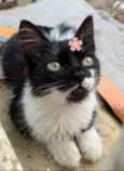 Valentina