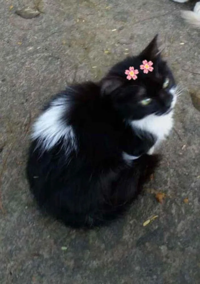 Gato ra a Srd idade Abaixo de 2 meses nome Valentina