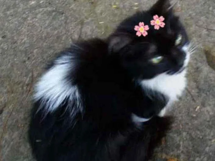 Gato ra a Srd idade Abaixo de 2 meses nome Valentina