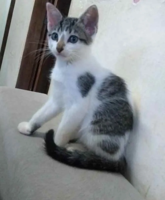 Cachorro ra a Sem raça definida idade 2 a 6 meses nome Kate