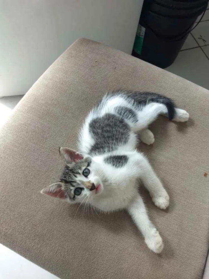 Cachorro ra a Sem raça definida idade 2 a 6 meses nome Kate