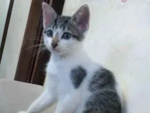Cachorro raça Sem raça definida idade 2 a 6 meses nome Kate