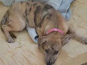Cachorro raça  idade 2 a 6 meses nome Amora