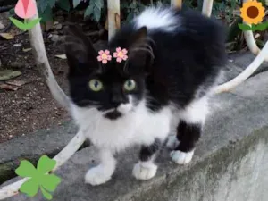 Gato raça Srd idade Abaixo de 2 meses nome Valentina
