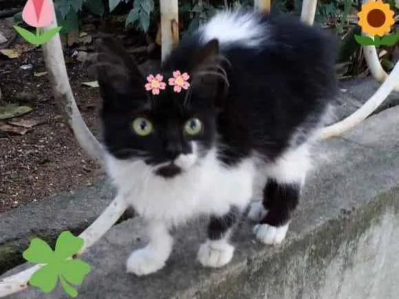 Gato ra a Srd idade Abaixo de 2 meses nome Valentina