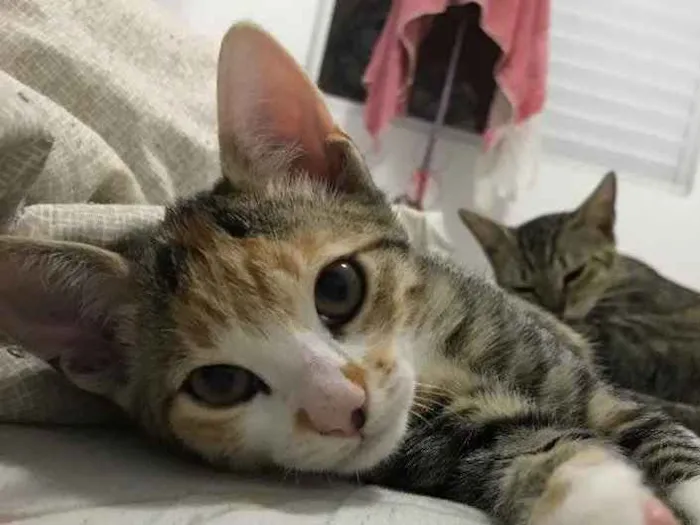 Gato ra a  idade 2 a 6 meses nome Abby