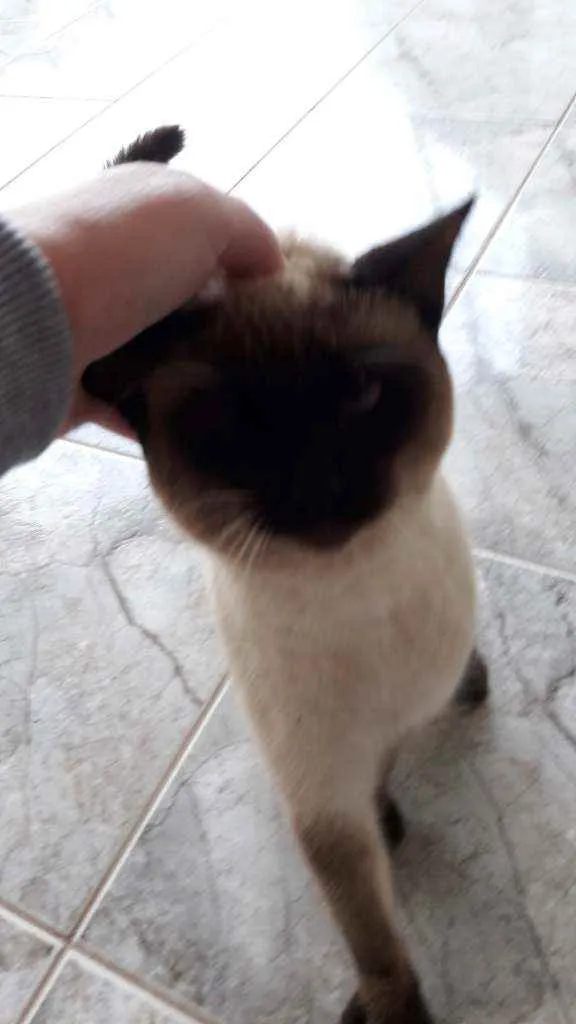 Gato ra a Cianes  idade  nome Sem nome 