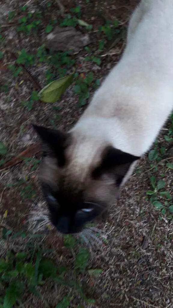 Gato ra a Cianes  idade  nome Sem nome 