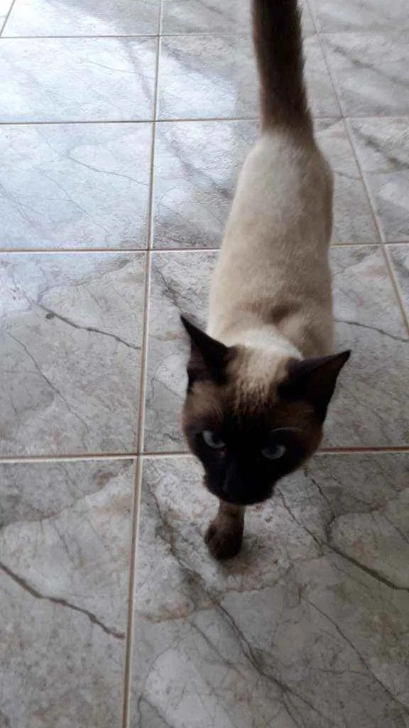 Gato ra a Cianes  idade  nome Sem nome 