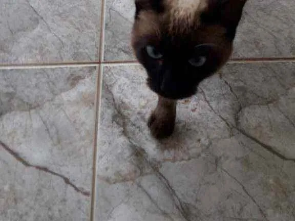 Gato ra a Cianes  idade  nome Sem nome 