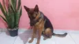 Baruque 