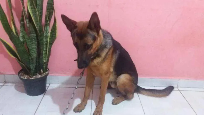 Cachorro raça Pastor alemão  idade 7 a 11 meses nome Baruque 