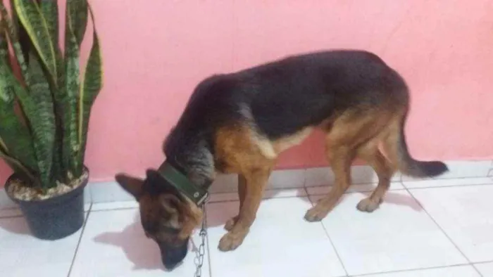 Cachorro raça Pastor alemão  idade 7 a 11 meses nome Baruque 